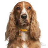 myfamily-adresowka-identyfikator-cocker-spaniel-rodzaj-z-grawerem