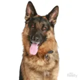 myfamily-adresowka-identyfikator-german-shepherd-marka-bez-marki