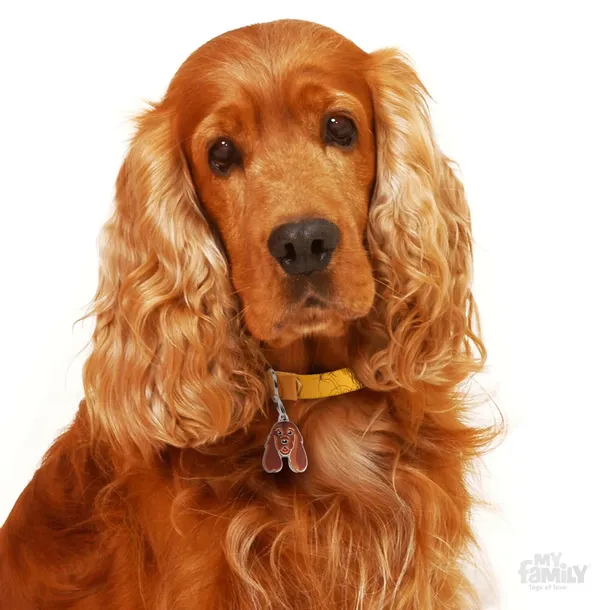myfamily-adresowka-identyfikator-cocker-spaniel-rodzaj-z-grawerem