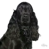 myfamily-adresowka-identyfikator-cocker-spaniel-rodzaj-z-grawerem
