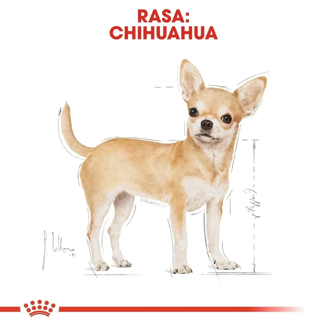 royal-canin-chihuahua-12x85g