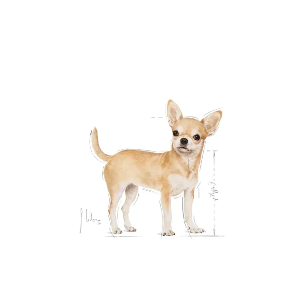 royal-canin-chihuahua-12x85g-kod-producenta-2041