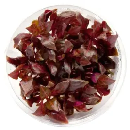 roslina-do-akwarium-sadzonka-ammania-gracilis-roslina-invitro-maly-kubek