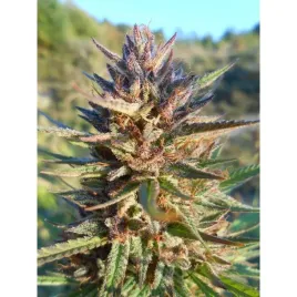 blue-monkey-cbd-10-szt-do-suszu-tyton