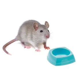 miska-dla-gryzonia-8x8x35cm-savic-rodent-bowl