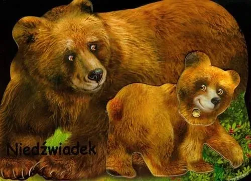 niedzwiadek-liwona-karton-stan-nowy