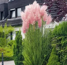 trawa-pampasowa-cortaderia-selloana-p9-sadzonka-05l