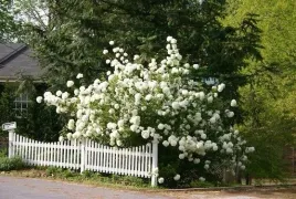 kalina-viburnum-opulus-roseum-sadzonki-p9