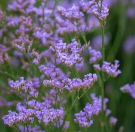 limonium-gmelinii-dazzle-rocks-zatrwian-blekitny-sadzonka-p9