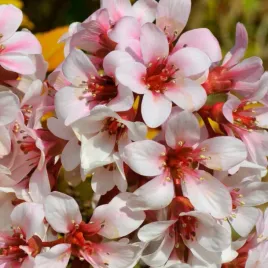 bergenia-dragonfly-angel-kiss-sadzonka-1l-zdobi-ogrod-zima-wieloletnia