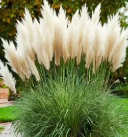 trawa-pampasowa-cortaderia-selloana-white-feather-p9-sadzonka-04l