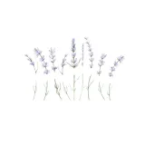 naklejka-scienna-lawenda-dk387-plec-unisex