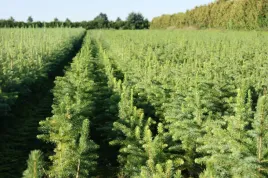 swierk-serbski-sadzonki-2-2-picea-omorica-20-40cm-w-doniczkach