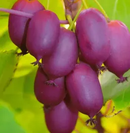 aktinidia-purpurna-sadowa-ostrolistna-zenska-bomba-witaminowa-mini-kiwi-2l