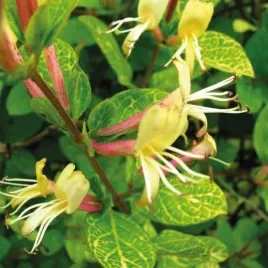 wiciokrzew-aureoreticulata-japonski-lekko-pachnacy-polzimozielony-2l
