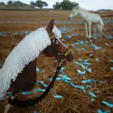 hobby-horse