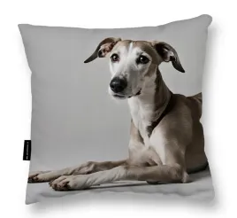 poduszka-psem-whippet-40x40-idealna-prezent-whippetem-do-spania-duza
