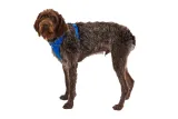 ruffwear-front-range-harness-szelki-blue-pool-s-56-69cm-rozmiar-s