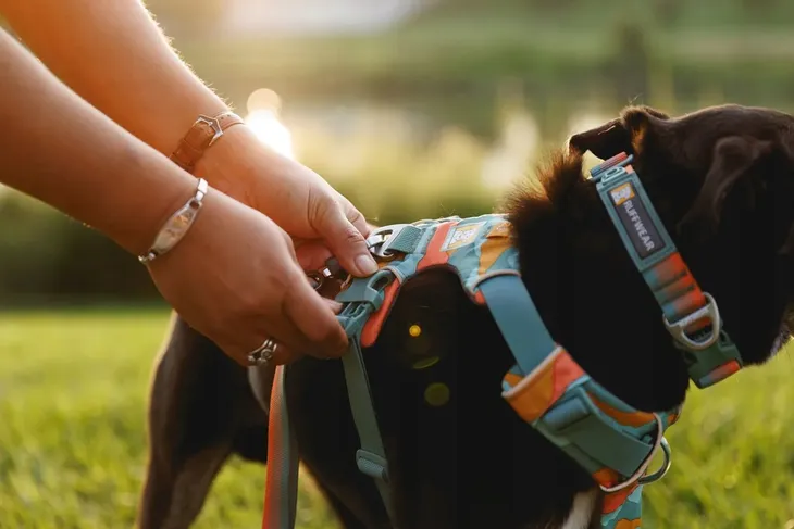 ruffwear-front-range-harness-szelki-basalt-gray-s-56-69cm-stan-nowy-cechy-dodatkowe-bezuciskowe-elementy-odblaskowe