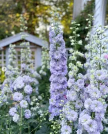 ostrozka-moonlight-delphinium-highlander-sadzonki-12l