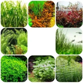 zestaw-roslin-latwych-w-hodowli-eco-plant-standard