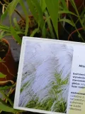 miskant-chinski-memory-na-suche-bukiety