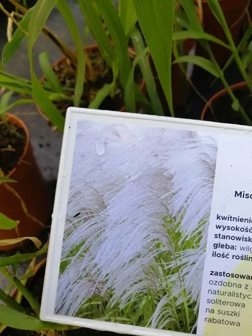 miskant-chinski-memory-na-suche-bukiety