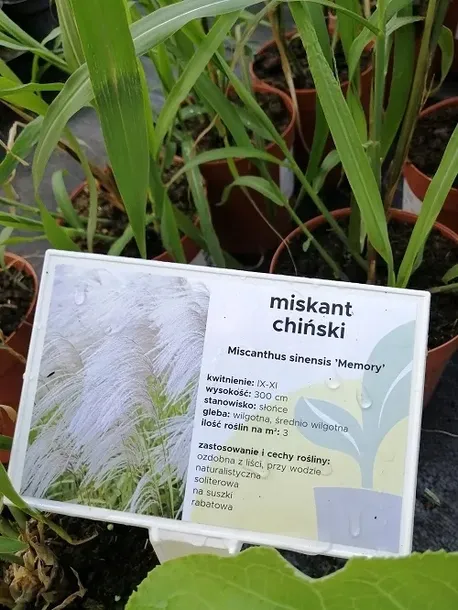 miskant-chinski-memory-na-suche-bukiety-styl-ogrod-nowoczesny