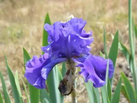 irys-brodkowy-indigo-princess-niebieskie-kwiaty-klacze