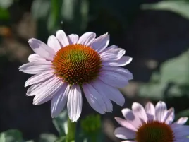 jezowka-pink-skipper-echinacea-sadzonka-p9-jasnorozowa