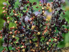 berberys-thunberga-dart-s-red-lady-roslina-w-doniczce-p9-bordowe-liscie