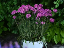 firletka-silene-viscaria-lollipop-pink-p9-rozowa-sadzonka