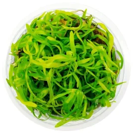 roslina-invitro-kubek-mini-heteranthera-zosterifolia-eco-plant