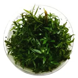 ludwigia-brevipes-eco-plant-roslina-invitro-mini-kubek