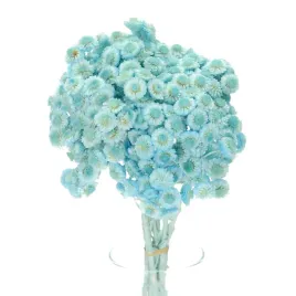 suszone-kocanki-piaskowe-niebieskie-niesmiertelnik-helichrysum-bukiet