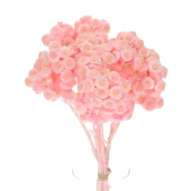 suszone-kocanki-piaskowe-rozowe-niesmiertelnik-helichrysum-bukiet