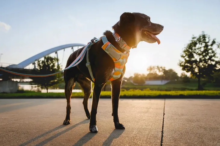 ruffwear-front-range-harness-szelki-river-rock-green-s-56-69cm-stan-nowy-cechy-dodatkowe-bezuciskowe-elementy-odblaskowe