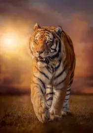 puzzle-clementoni-tiger-31806-1500-el-tygrys-sun