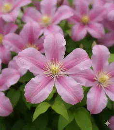 powojnik-heather-herschell-mrozoodporny-sadzonka-p9