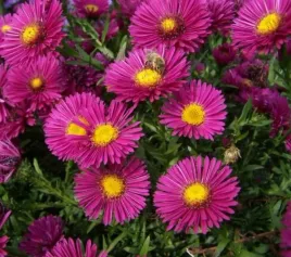 aster-jenny-czerwono-rozowy-niski-jesienny-miododajny-sadzonka-p9