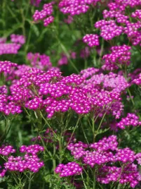 krwawnik-cerise-queen-intensywnie-rozowy-miododajny-odporny-sadzonka-p9