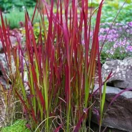 imperata-cylindryczna-red-baron-efekt-plonacej-trawy-sadzonka-p9
