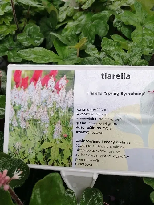 tiarella-spring-symphony-do-cienia-rodzaj-rosliny-inny