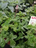 tiarella-spring-symphony-do-cienia-roslina-w-postaci-sadzonka-w-pojemniku-2-3l
