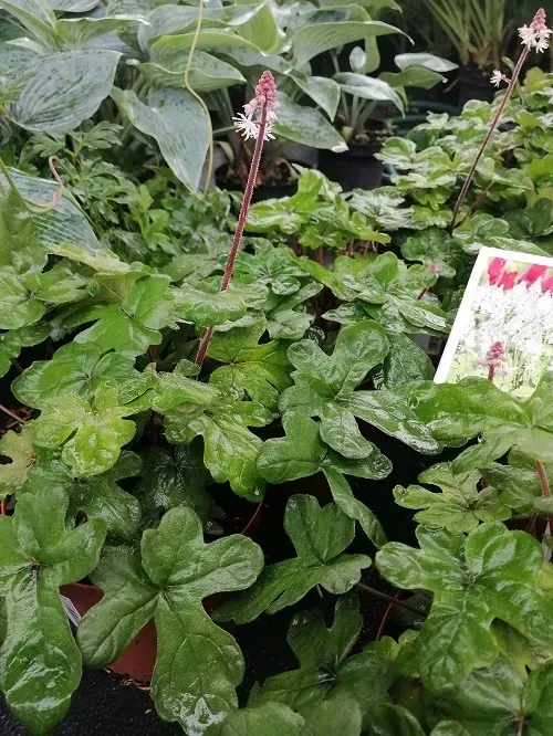 tiarella-spring-symphony-do-cienia