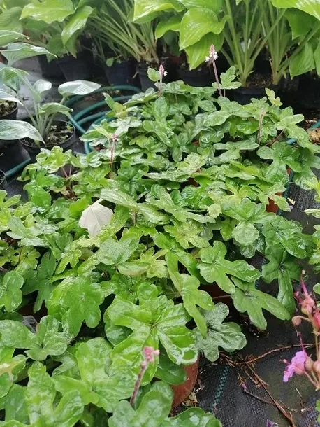 tiarella-spring-symphony-do-cienia-styl-ogrod-nowoczesny