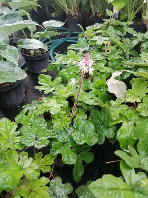 tiarella-spring-symphony-do-cienia