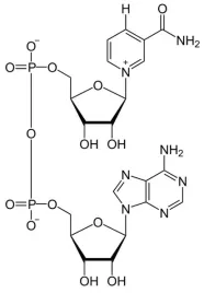 nad-koenzym-dinukleotydu-nikotynamidoadeninowego-i-o-wysokiej-czystosci-andg