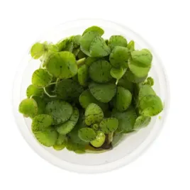 roslina-plywajaca-akwarium-maly-kubek-eco-plant-limnobium-laevigatum