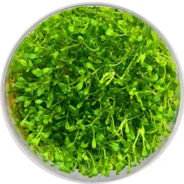 eco-plant-glossostigma-elatinoides-roslina-invitro-maly-kubek